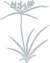 Emblica Officinalis